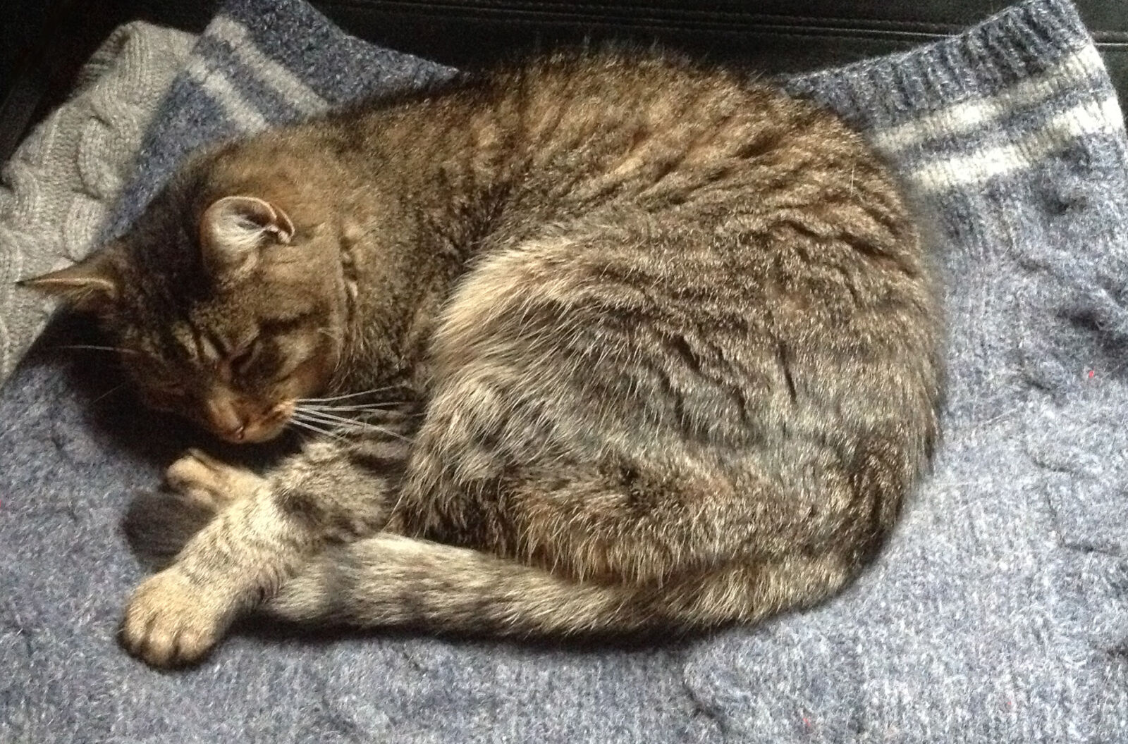 Apple iPad sample photo. Cat, sleeping photography