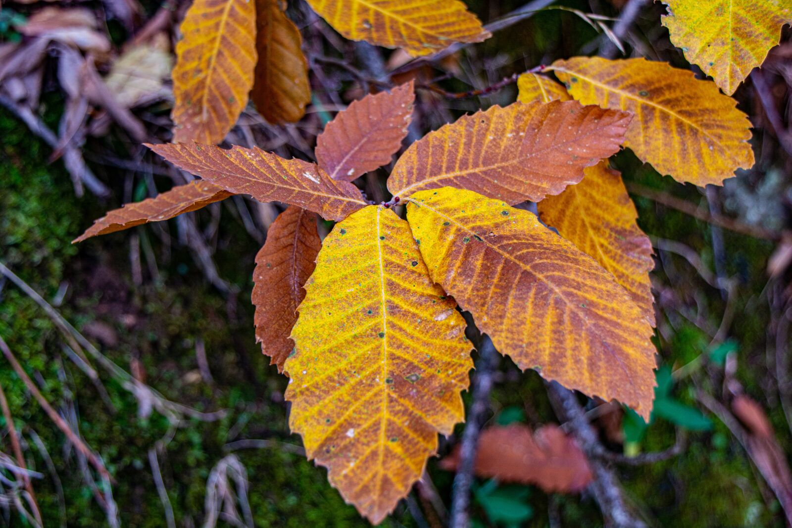 Tamron AF 18-270mm F3.5-6.3 Di II VC LD Aspherical (IF) MACRO sample photo. Leaves, autumn, nature photography