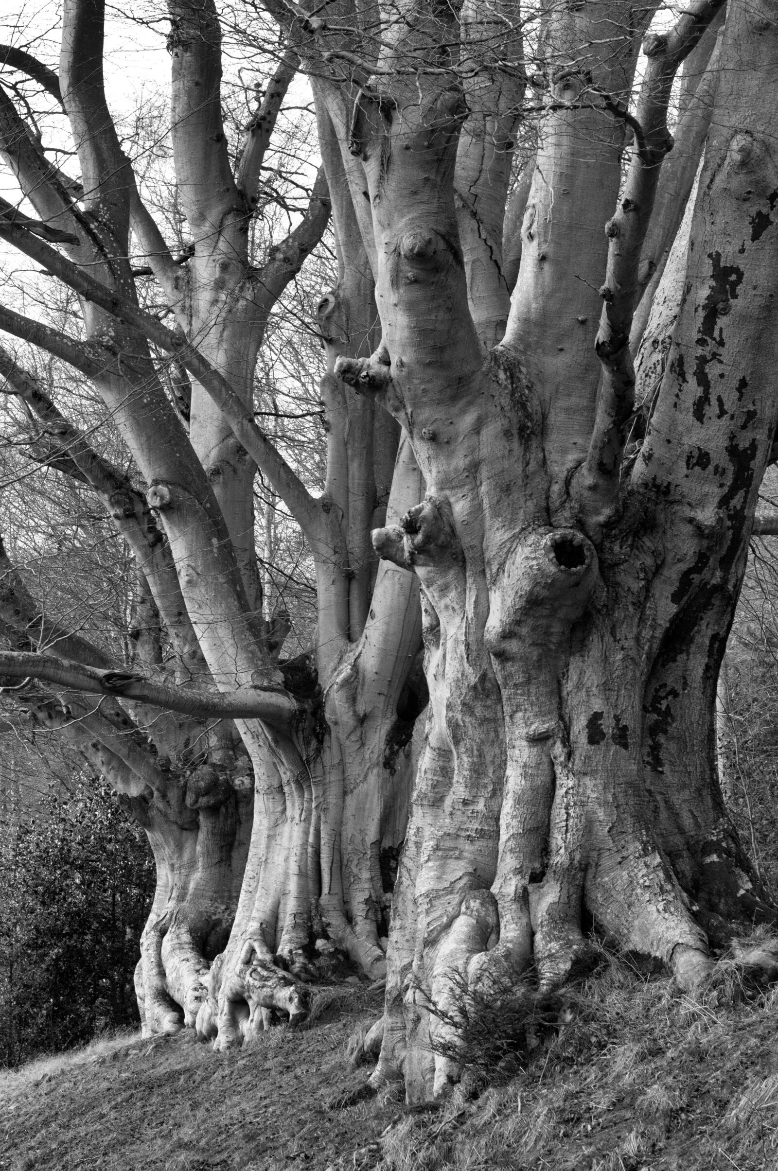 Nikon D300 sample photo. Trees, forest, elm photography