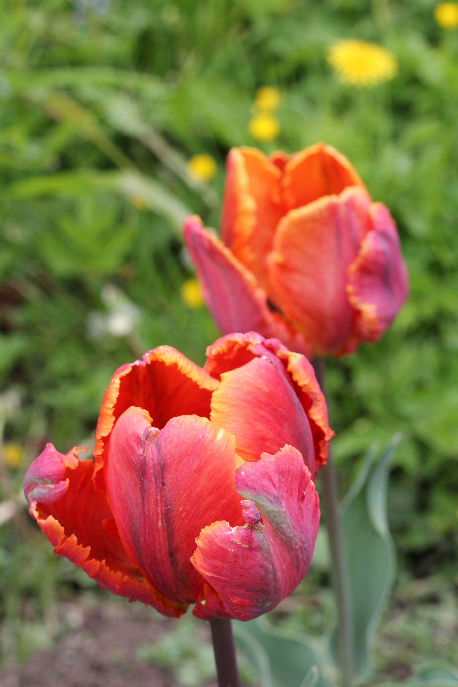 Canon EOS 600D (Rebel EOS T3i / EOS Kiss X5) + Canon EF 50mm F1.8 II sample photo. Tulips, unusual, spring photography