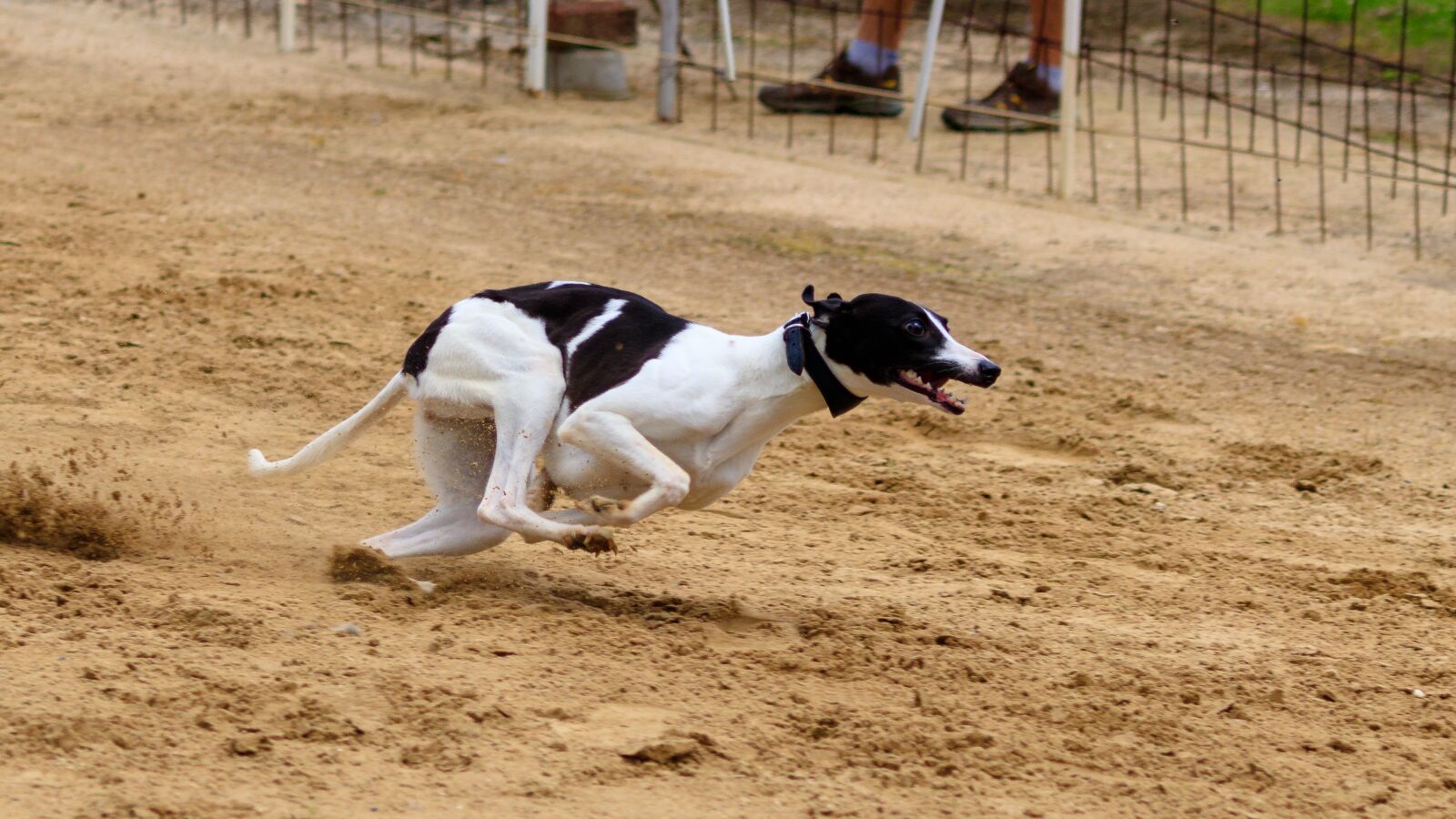 Canon EF 70-300 F4-5.6 IS II USM sample photo. Dog, runs, dog racing photography
