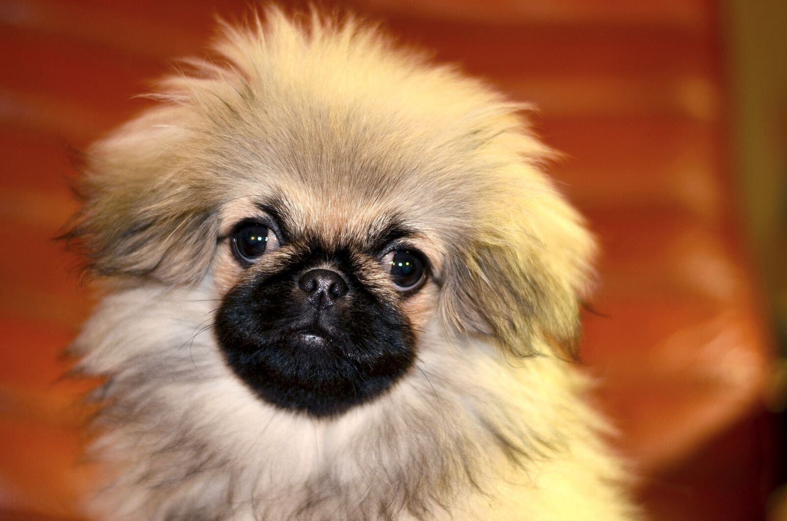 Nikon D5100 sample photo. Pekingese, puppy, dog photography