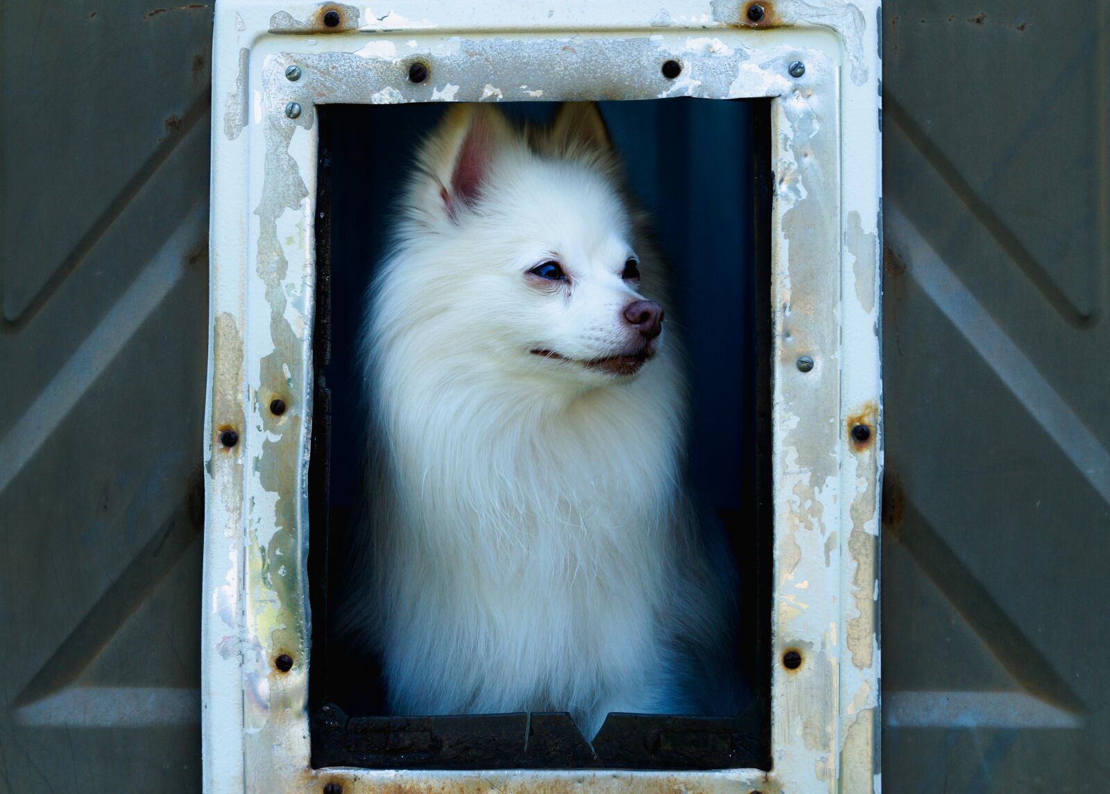 Sony SLT-A58 sample photo. Veronicanieves, wildlife, dog photography