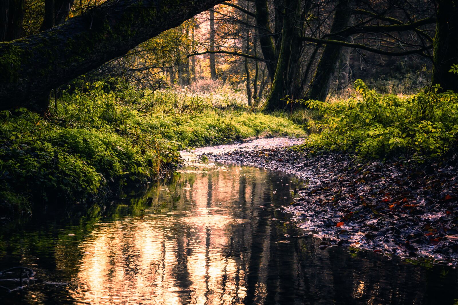 Nikon Z6 sample photo. Forest, bach, creek photography