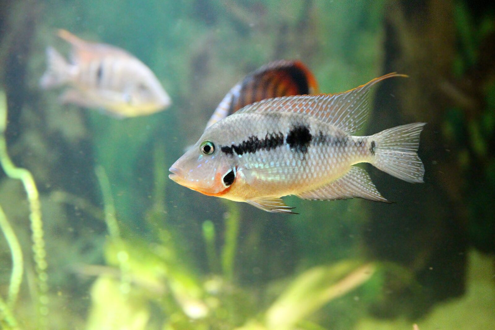 Canon EOS 650D (EOS Rebel T4i / EOS Kiss X6i) sample photo. Cichlasoma meeka, thorichthys meeki photography