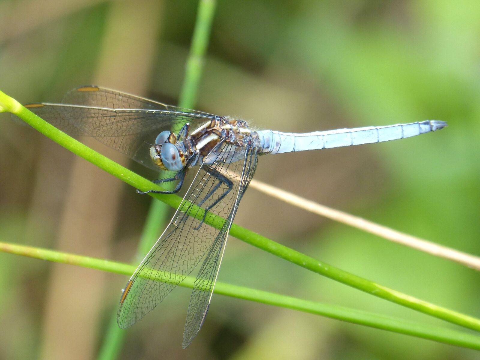 Panasonic DMC-FZ62 sample photo. Blue dragonfly, stem, wetland photography