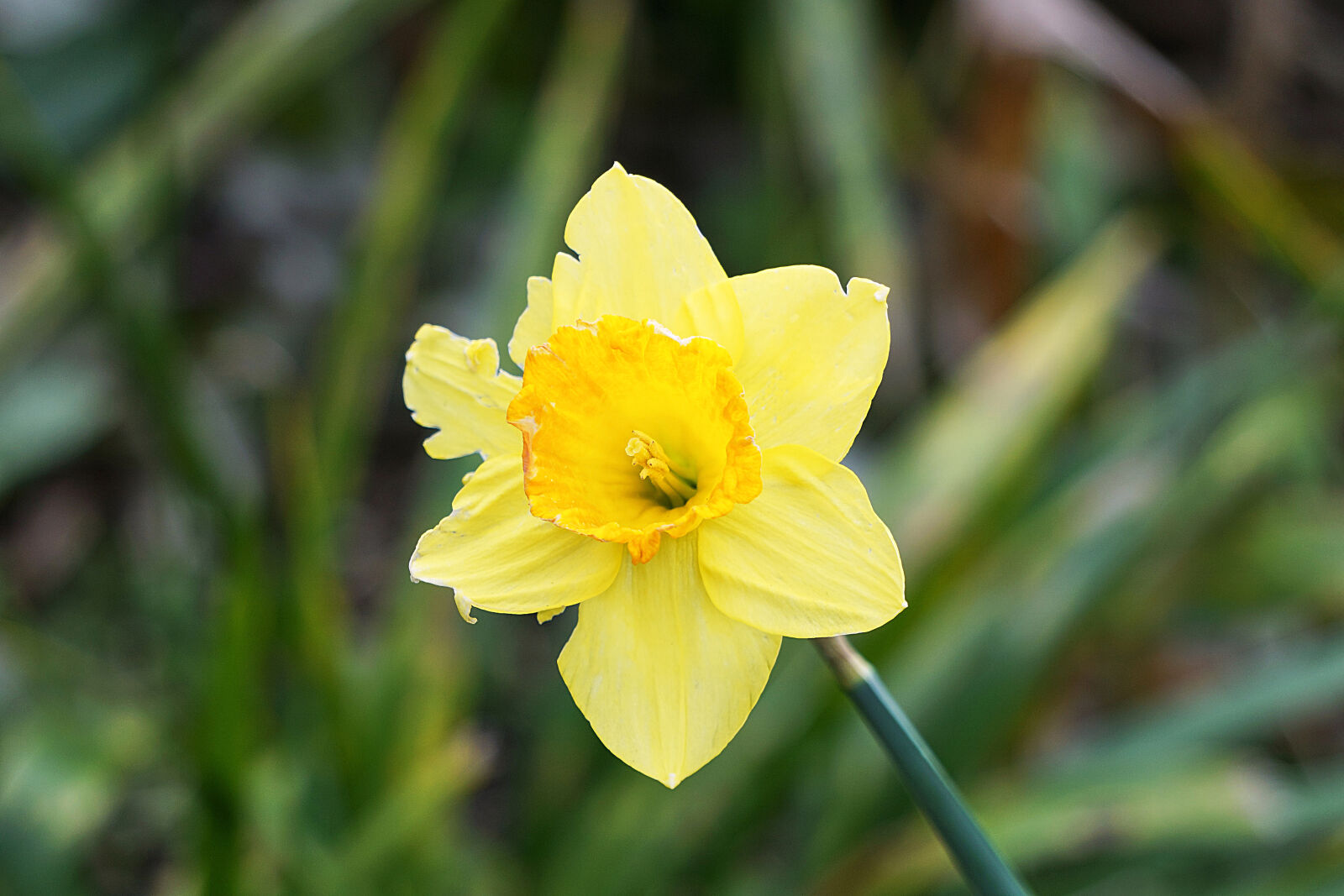 Sony a6000 sample photo. Botanique, fleur, fleur, jaune photography