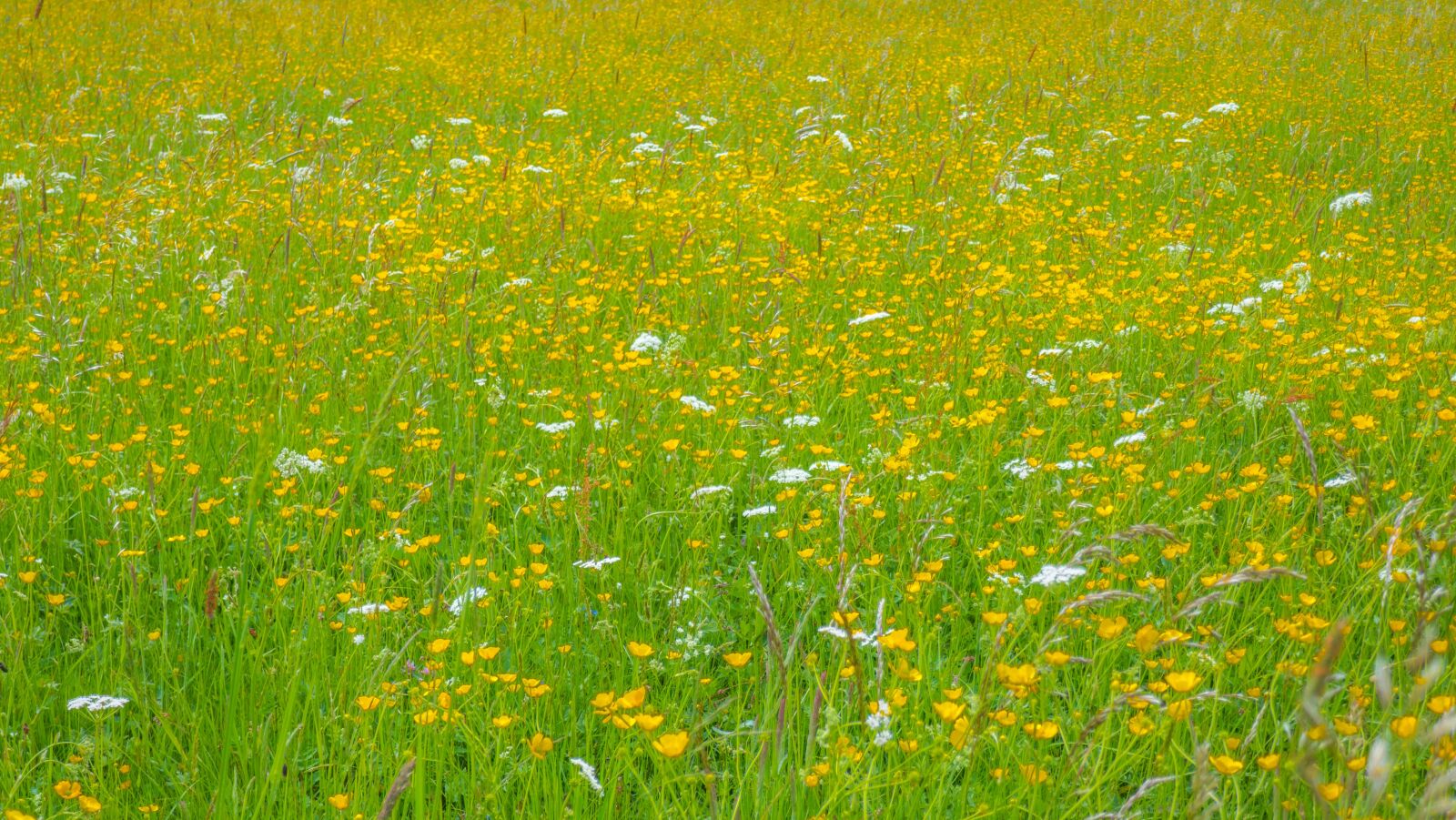 Panasonic DMC-TZ101 sample photo. Meadow, flower meadow, grass photography