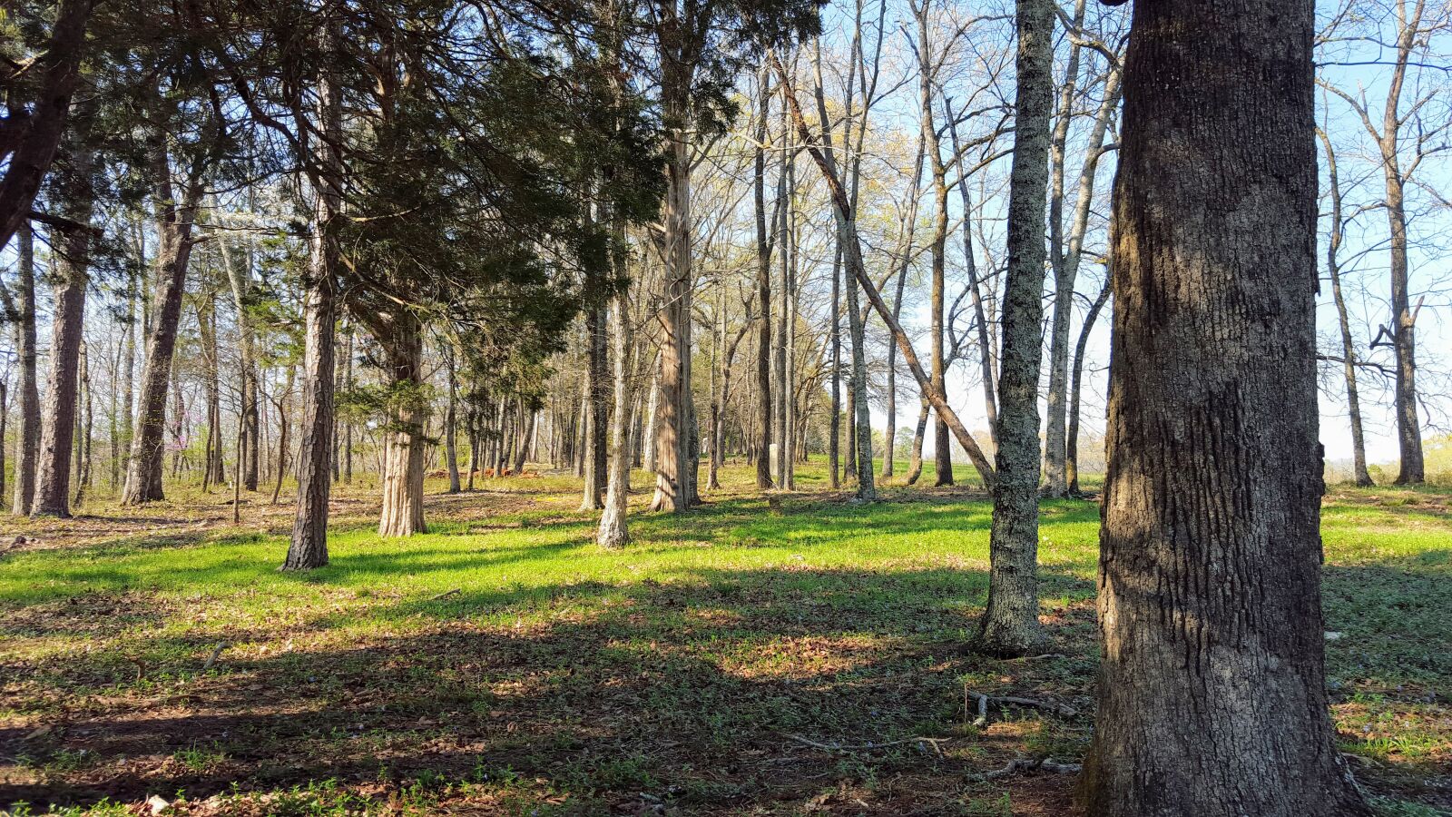 Samsung Galaxy S6 sample photo. Brown, forest, green, nature photography