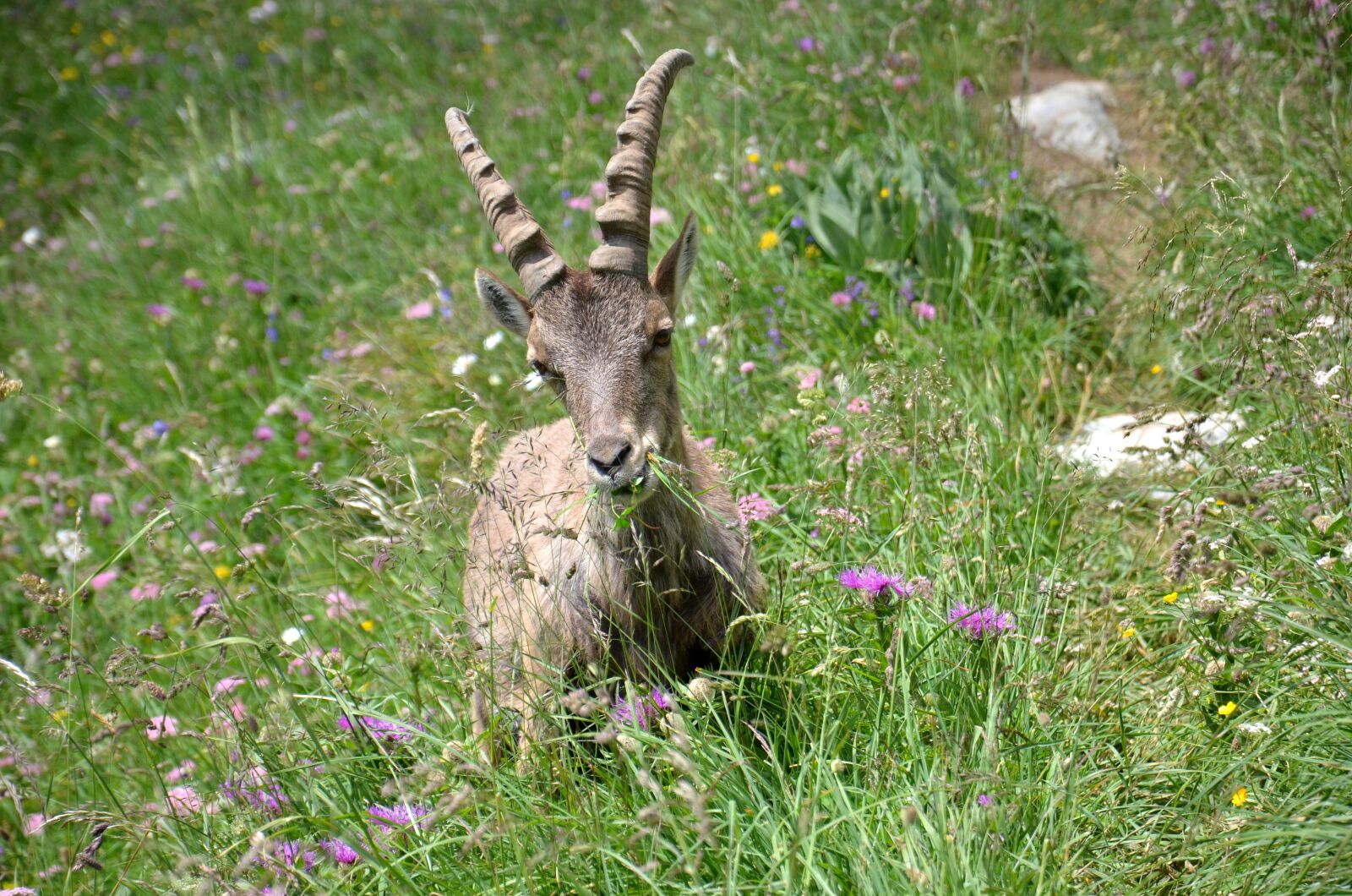 Nikon D5100 sample photo. Ibex, mammal, mammals photography