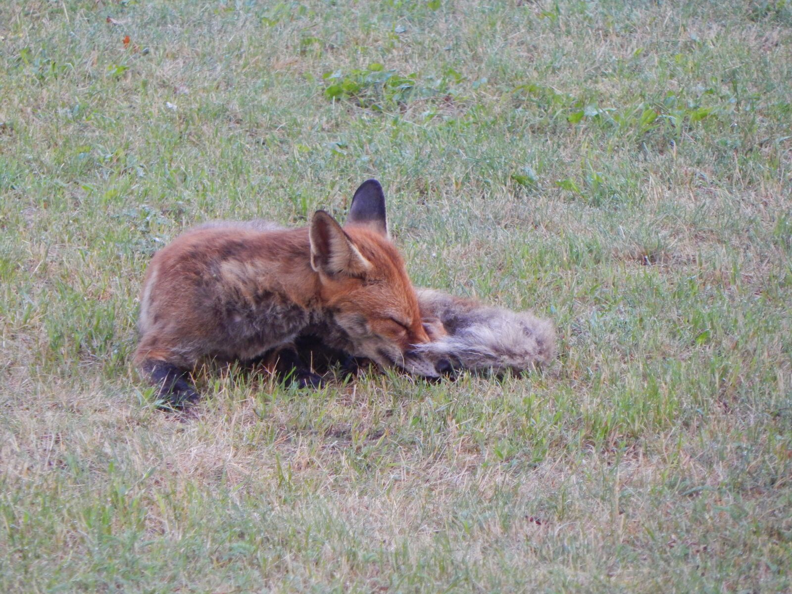 Nikon Coolpix L830 sample photo. Fuchs, forest animals, predator photography