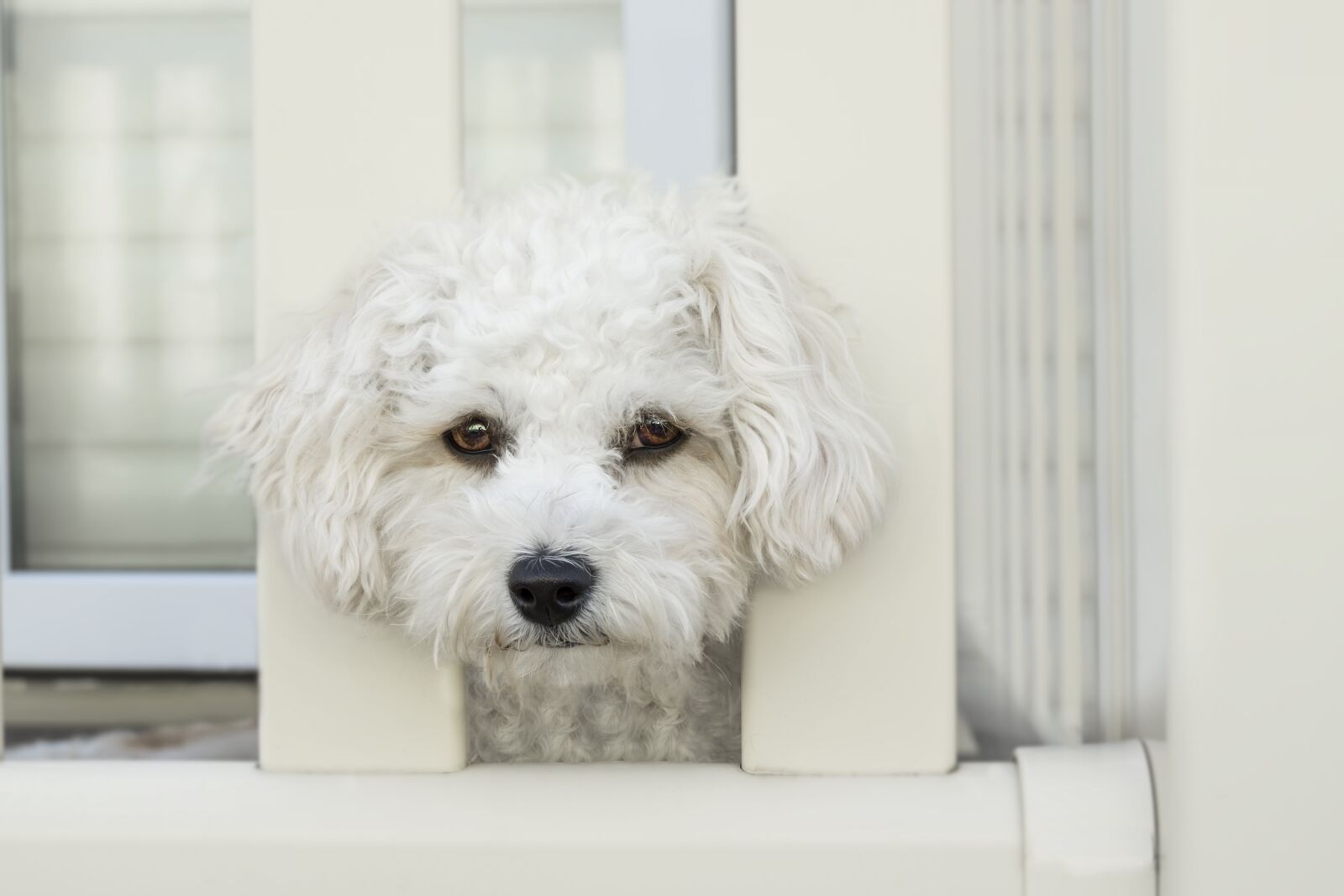 Fujifilm XC 16-50mm F3.5-5.6 OIS II sample photo. Dog, sad, face photography