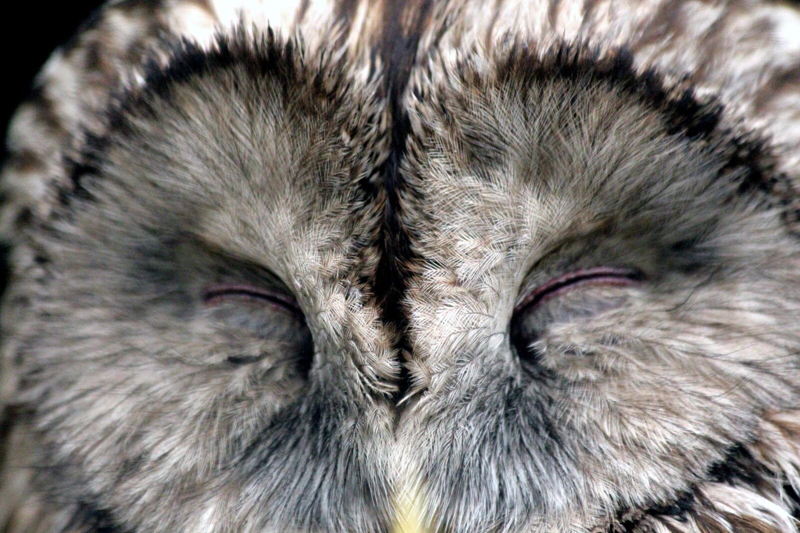 Canon EOS 650D (EOS Rebel T4i / EOS Kiss X6i) sample photo. Owl, bird, sleeps photography