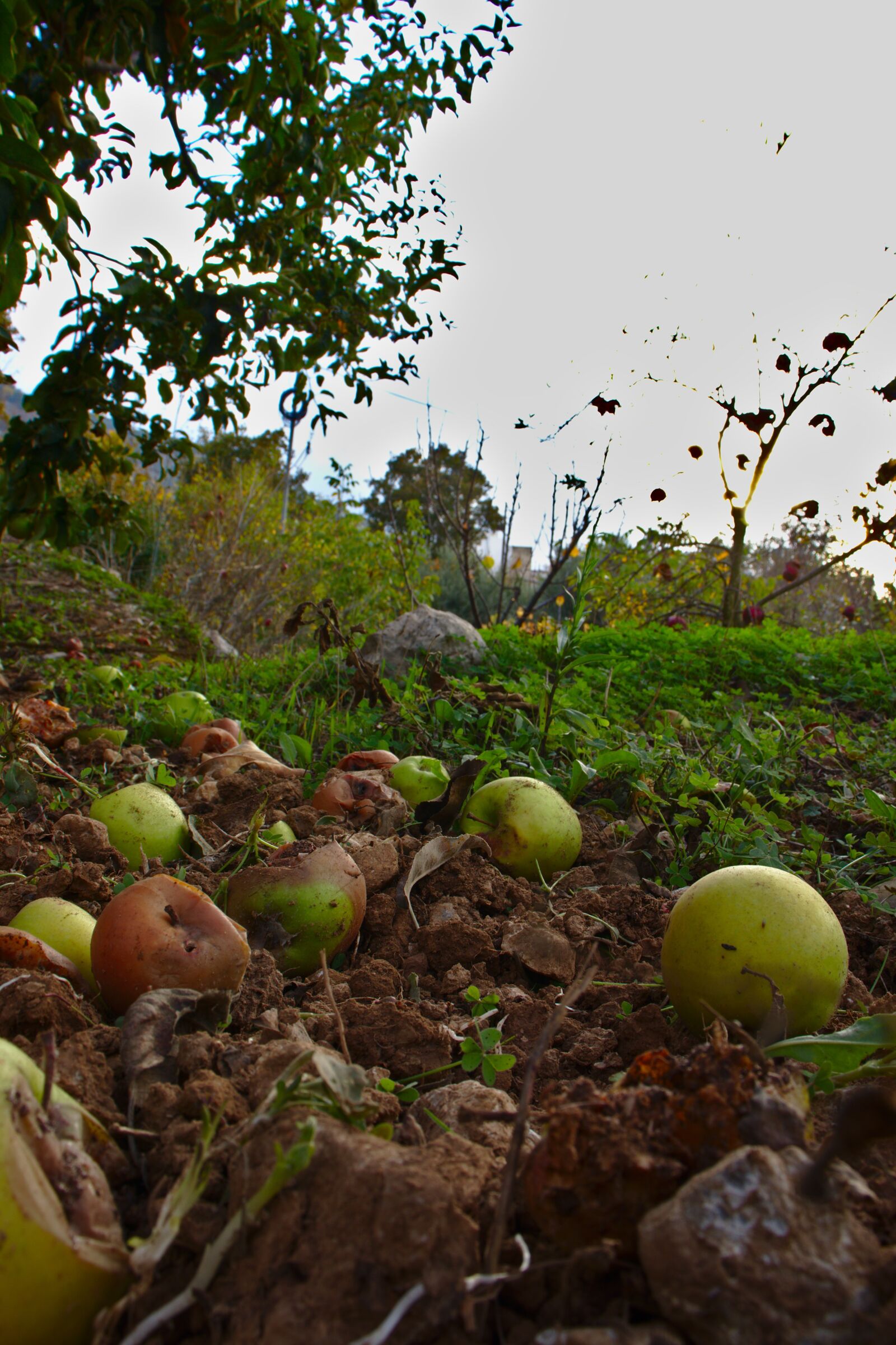 Canon EOS 800D (EOS Rebel T7i / EOS Kiss X9i) sample photo. Apples, apple tree, fruits photography