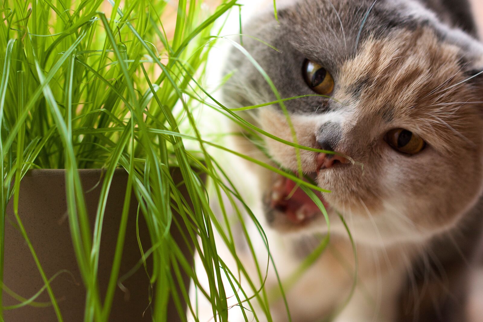 Nikon D7100 sample photo. Cat, grass, british shorthair photography
