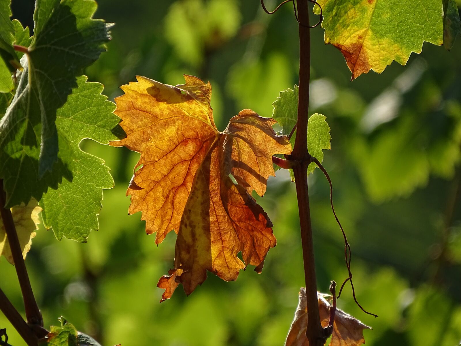 Sony Cyber-shot DSC-HX400V sample photo. Vine, leaf, autumn photography