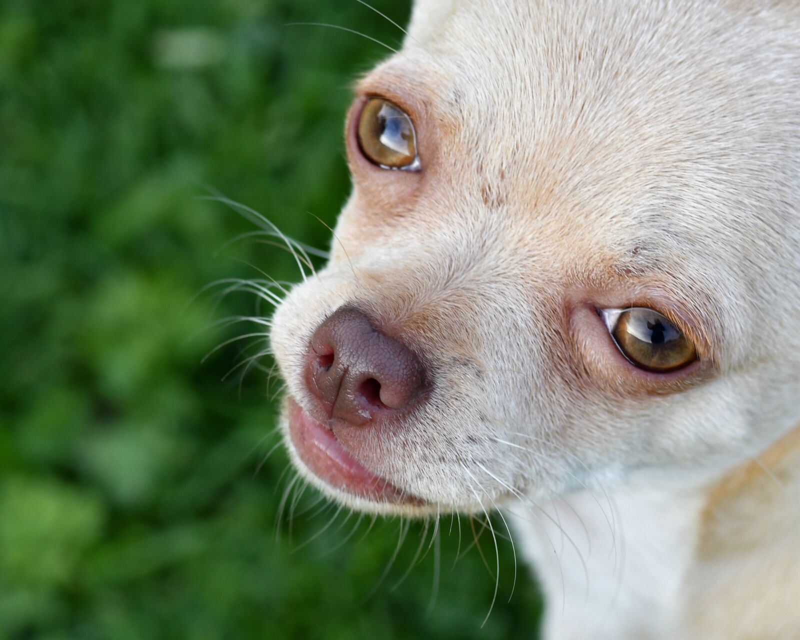 Nikon D500 sample photo. Dog, chihuahua, close up photography