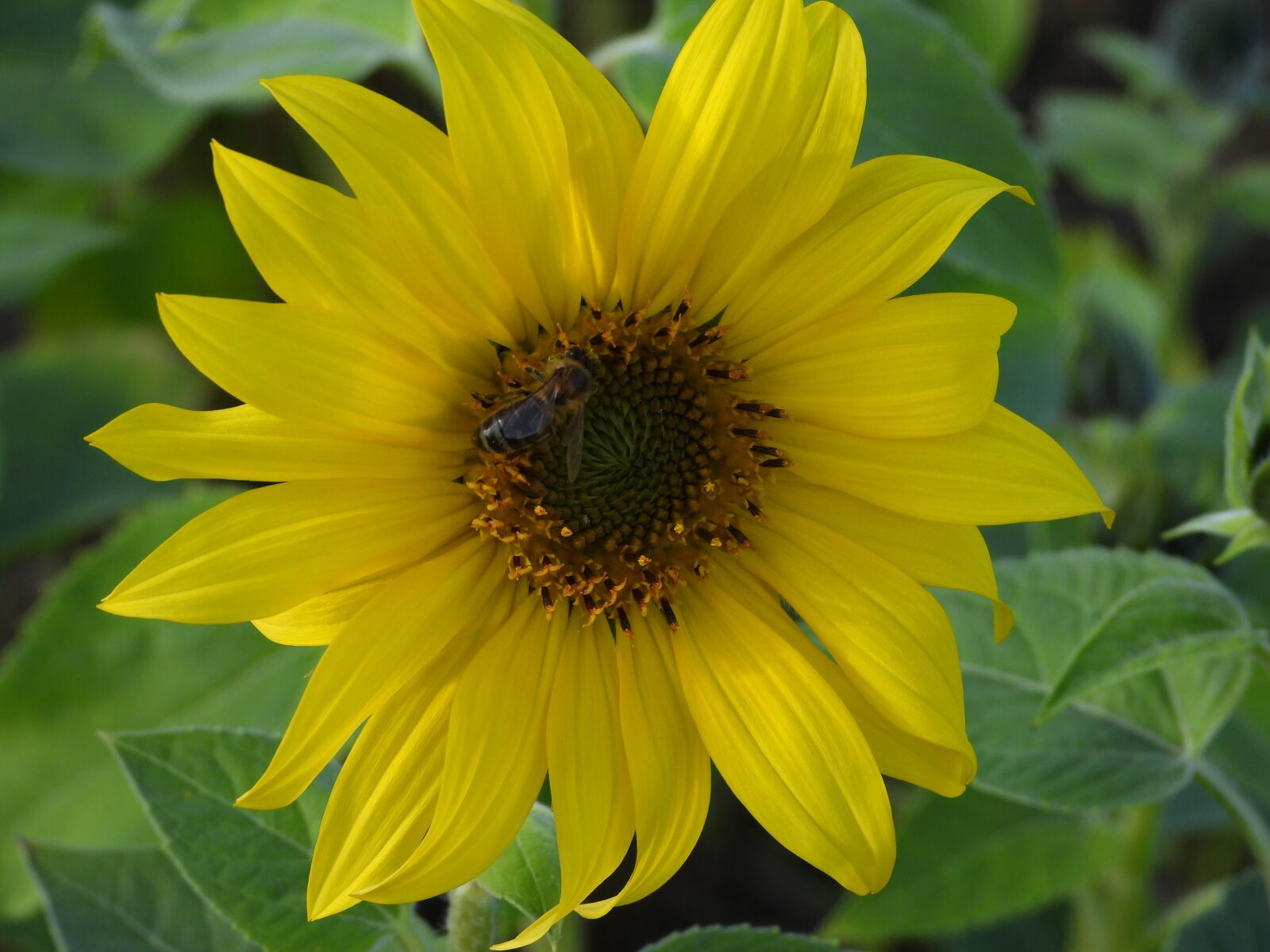 Nikon Coolpix P1000 sample photo. Sunflower, yellow, bee photography