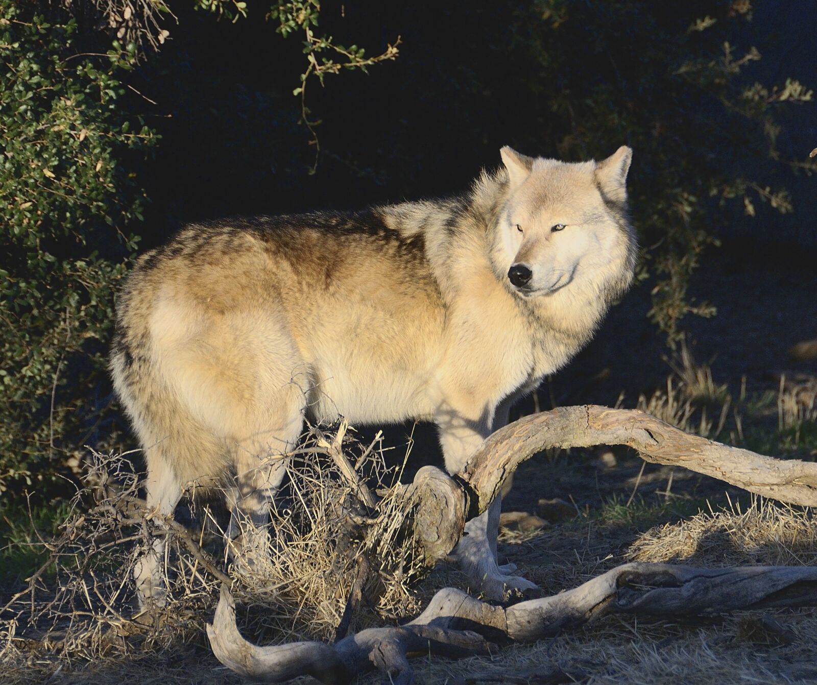 Nikon D300 sample photo. Wolf, wolves, predator photography