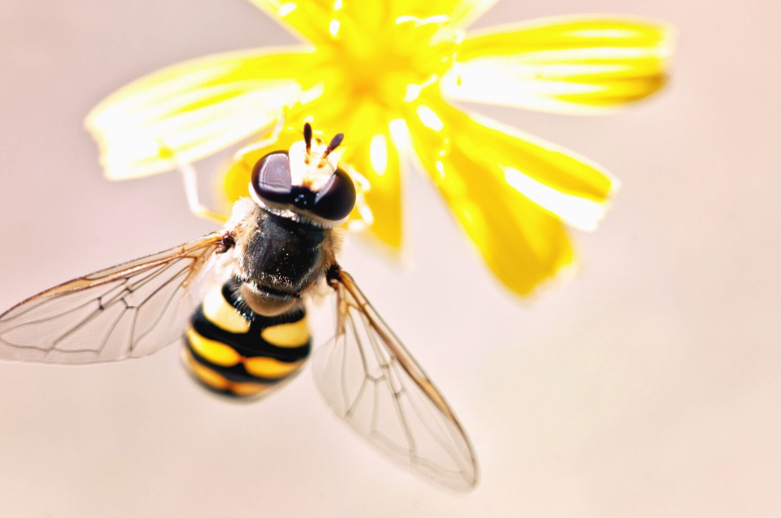 Nikon D300S sample photo. Bee, wings, insect, flower photography