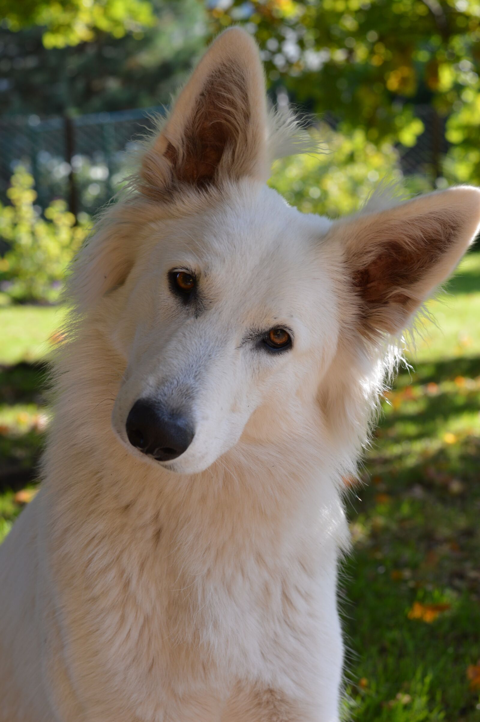 Nikon D3200 sample photo. Swiss white shepherd, white photography