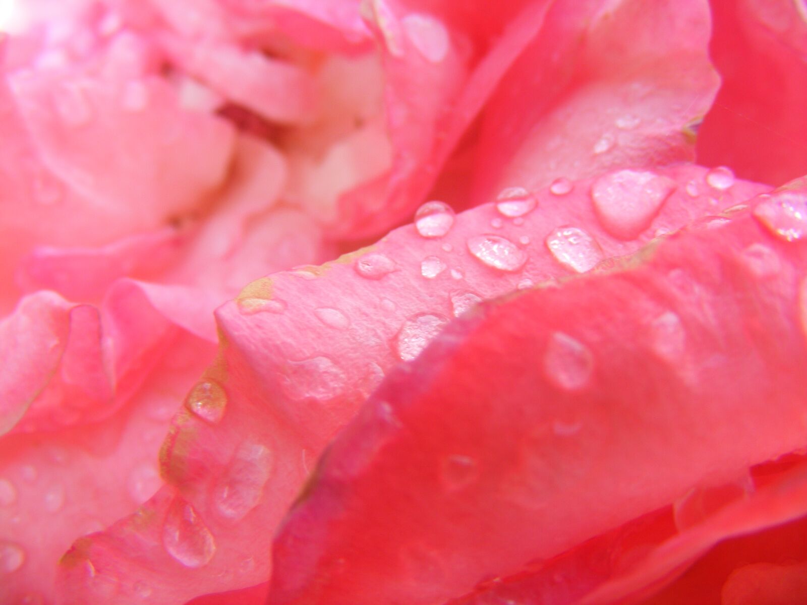 Fujifilm FinePix S5800 S800 sample photo. Rose, pink, flower photography