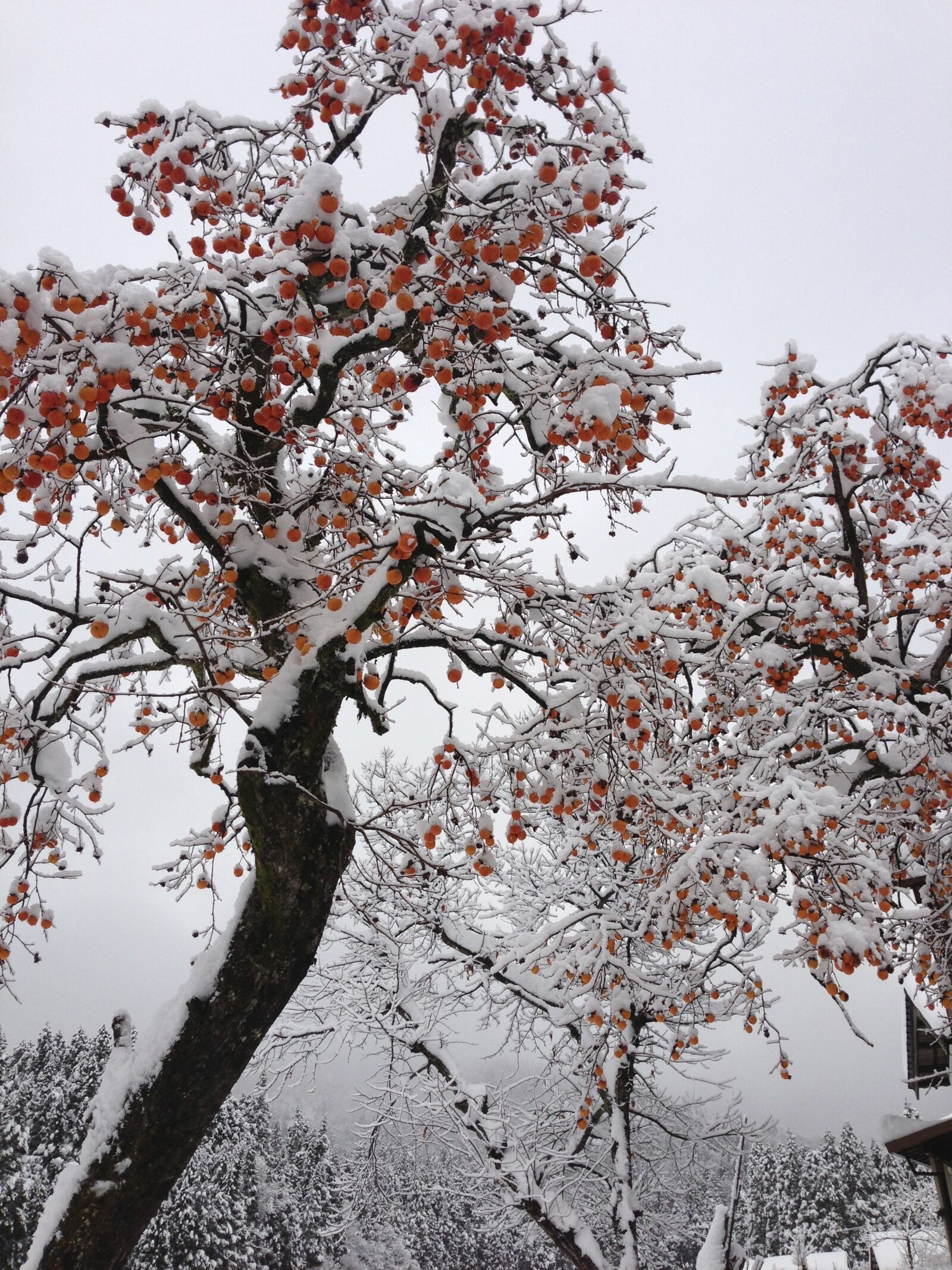 Apple iPhone 5 sample photo. I, to photography