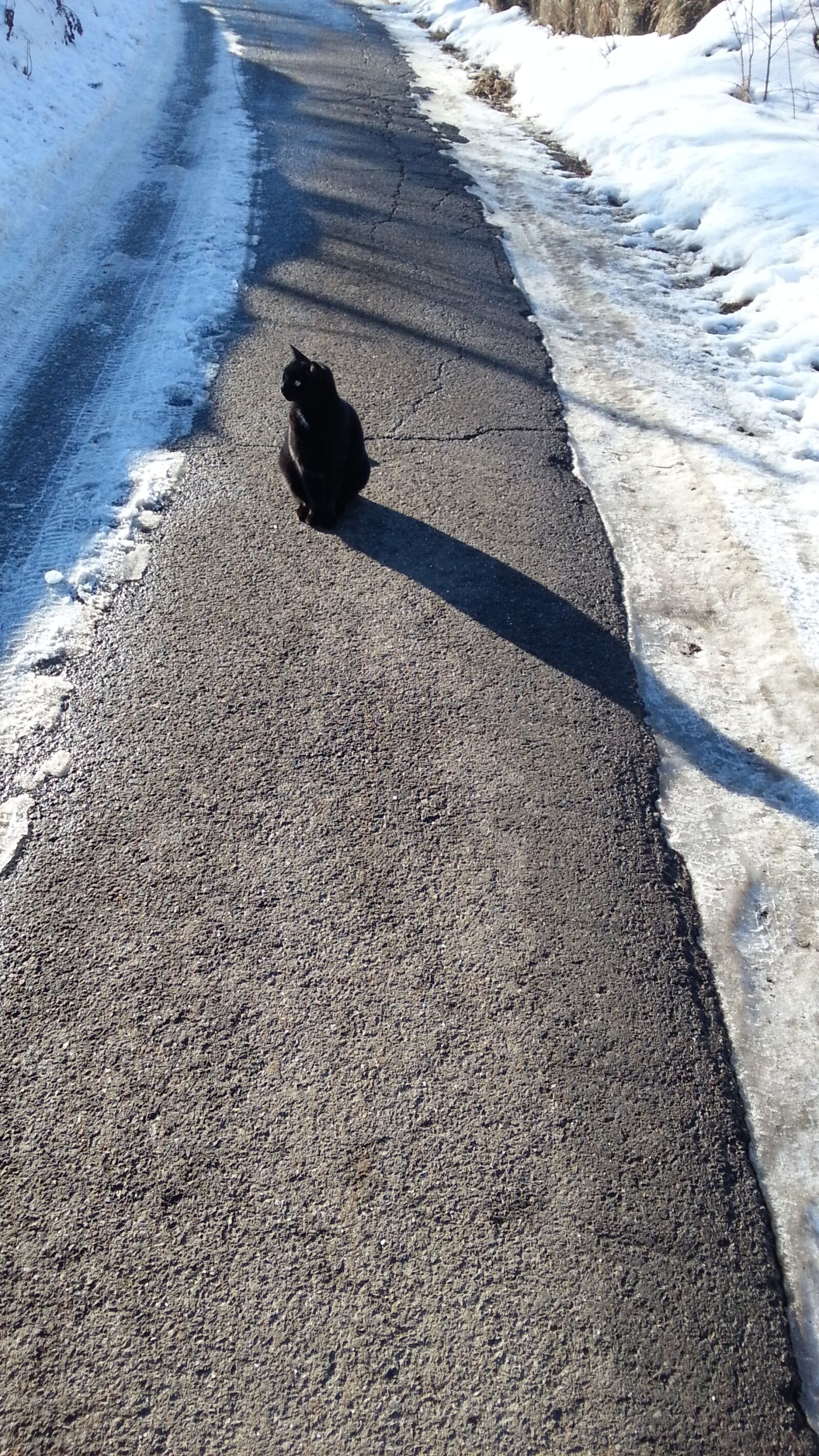 Samsung Galaxy S3 sample photo. Black cat, snow, cat photography