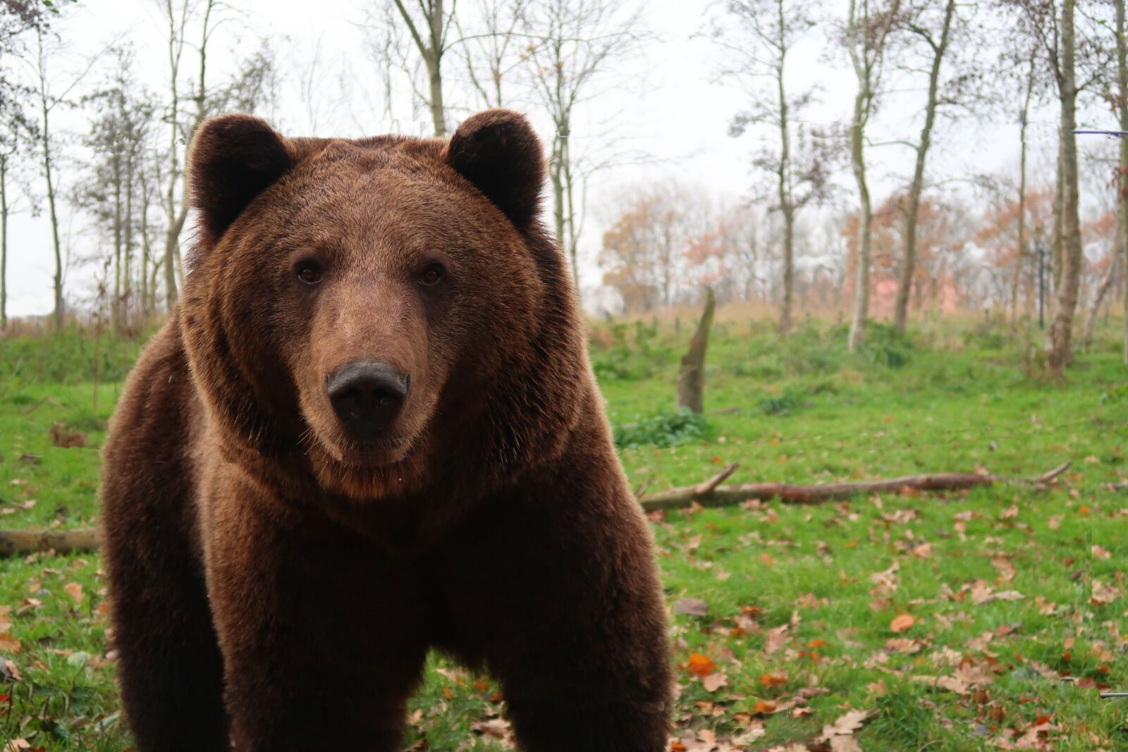 Canon PowerShot G7 X Mark II sample photo. Bear, brown bear, teddy photography