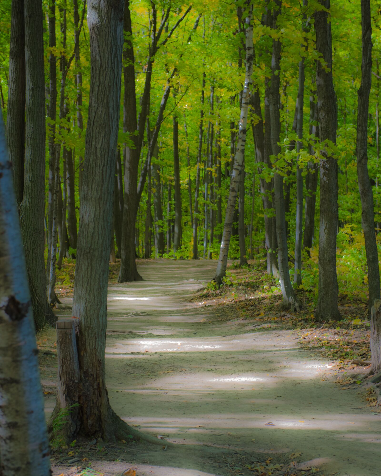 Nikon D750 sample photo. Forest, walkway, nature photography