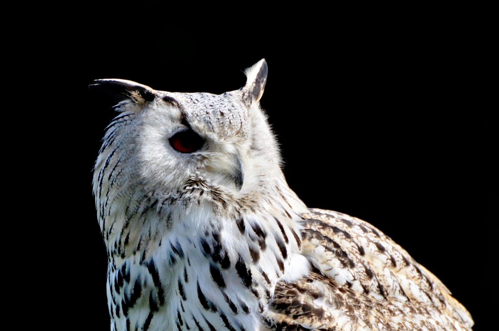 Nikon D3200 sample photo. Siberian owl, owl, eagle photography