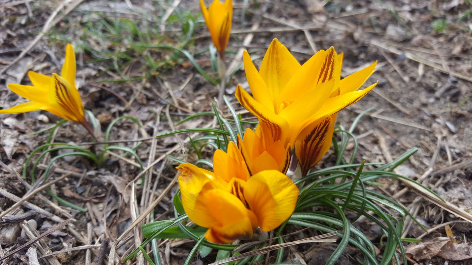 Samsung Galaxy S6 sample photo. Flowers, the first flowers photography