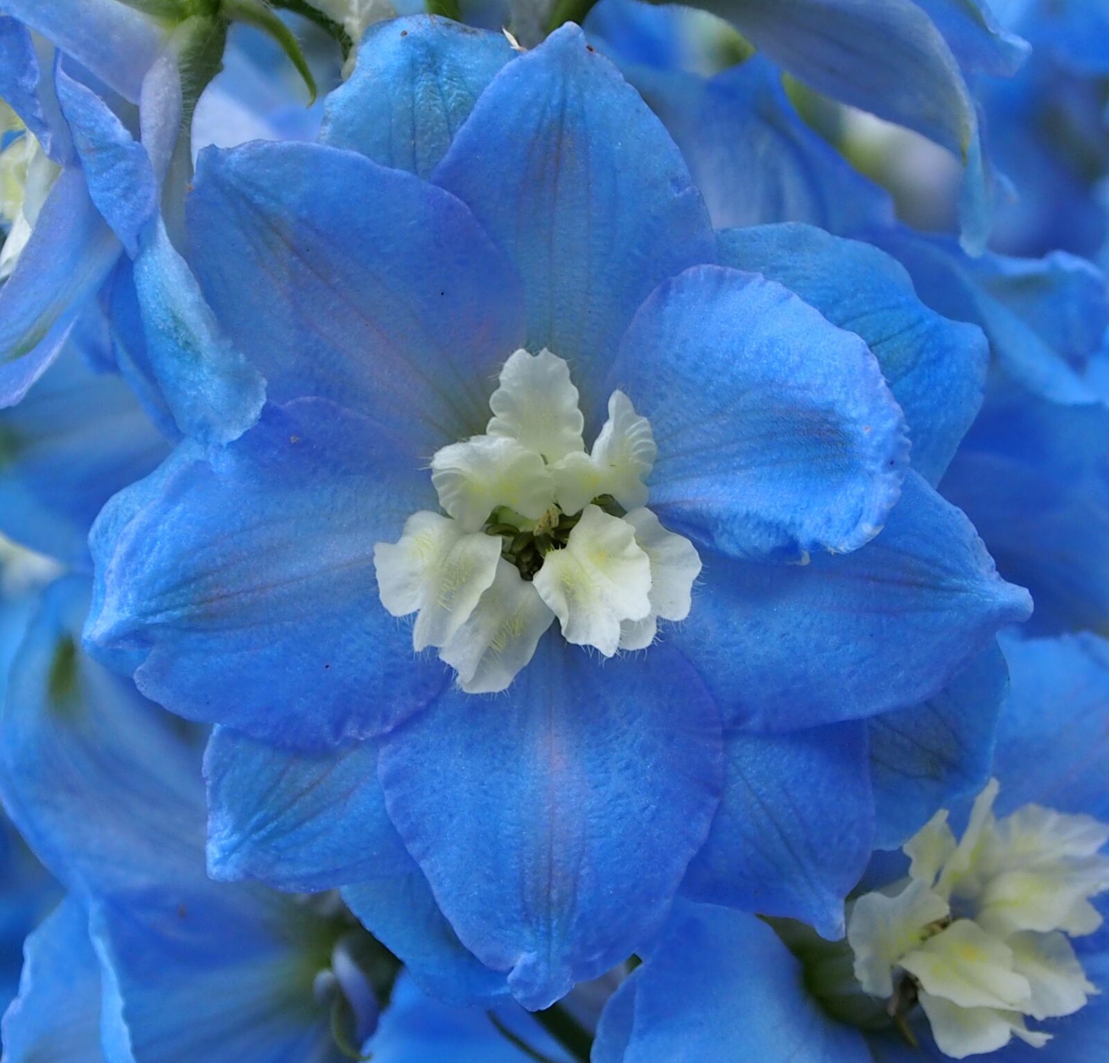 Olympus OM-D E-M5 sample photo. Flower, plant, nature photography