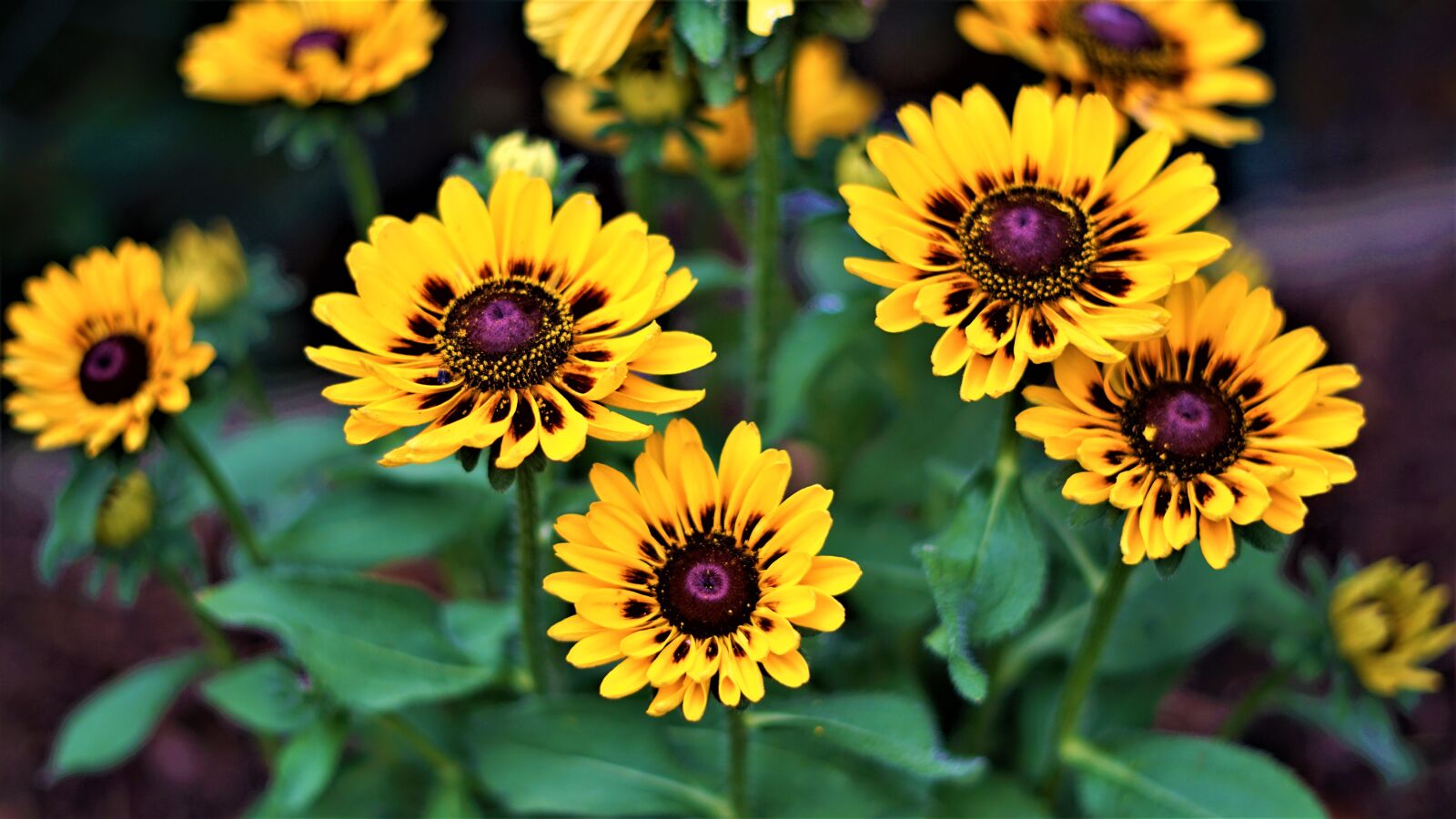 Sony a6000 sample photo. Coneflower, flowers, yellow photography