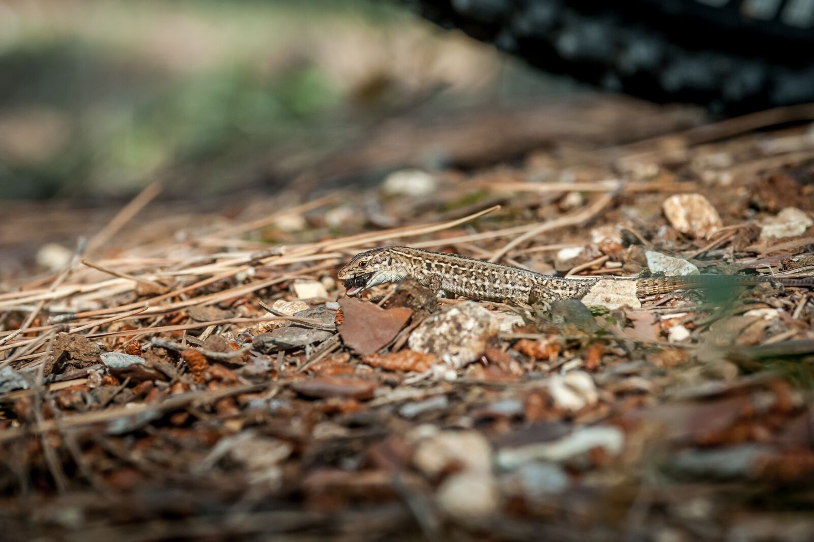 Nikon D700 sample photo. Mediterranean, lizard, animal world photography