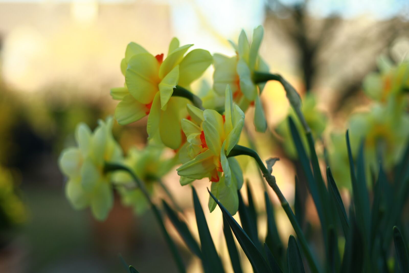 Canon EOS RP sample photo. Tulip, yellow, spring photography