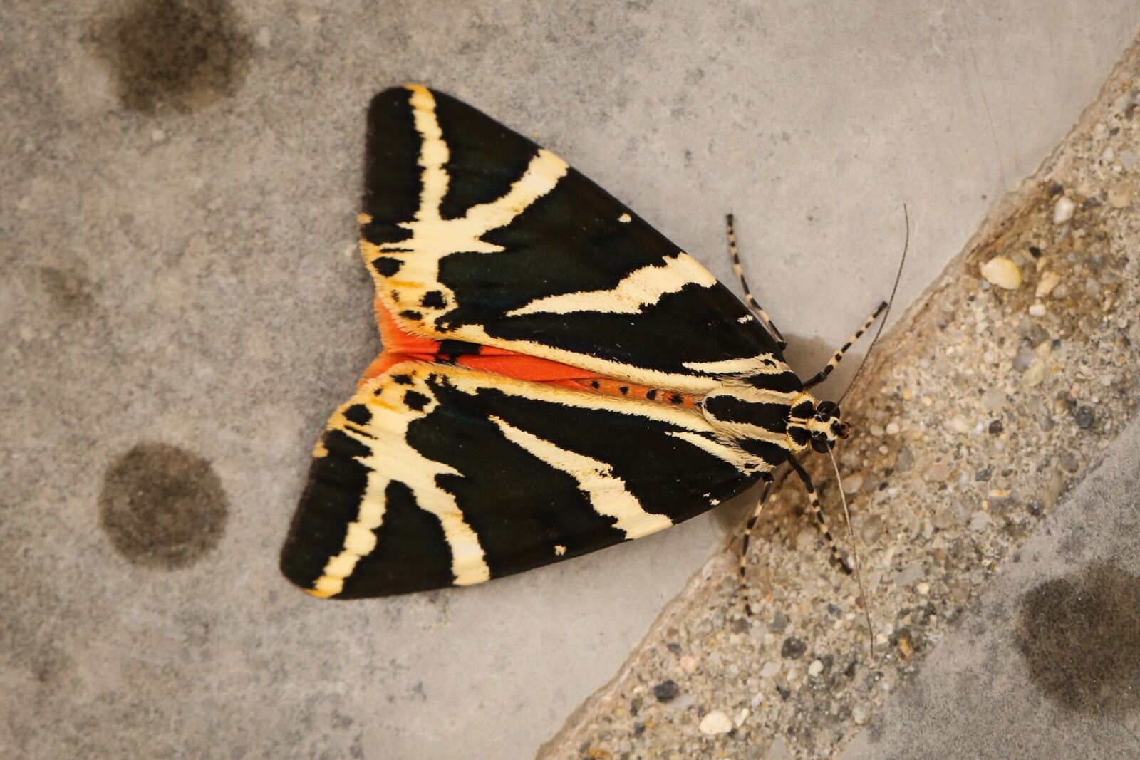 Canon EF 100mm F2.8L Macro IS USM sample photo. Butterfly, moth, russian bear photography