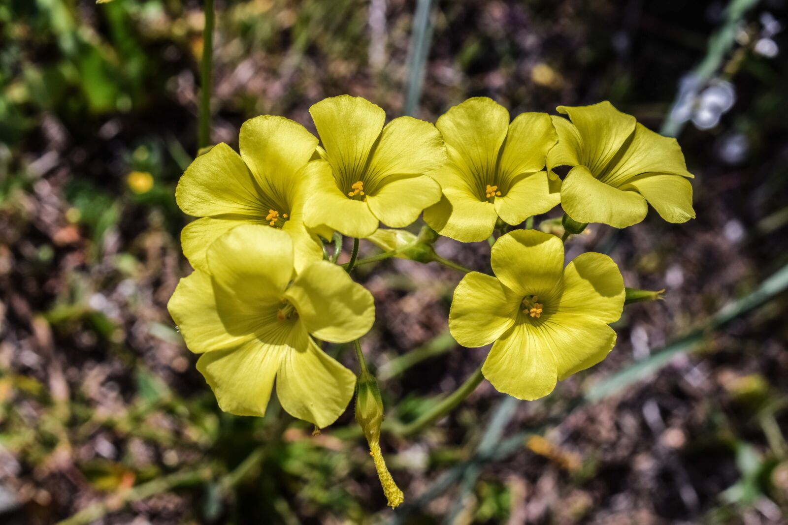 Nikon D3300 sample photo. Wildflower, yellow, nature photography