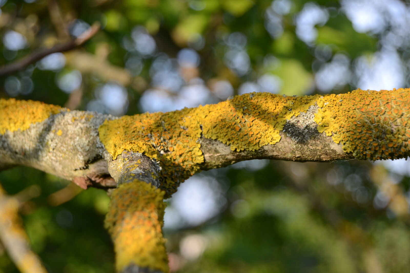 Nikon D3100 sample photo. Macro, moss, mossy, branch photography