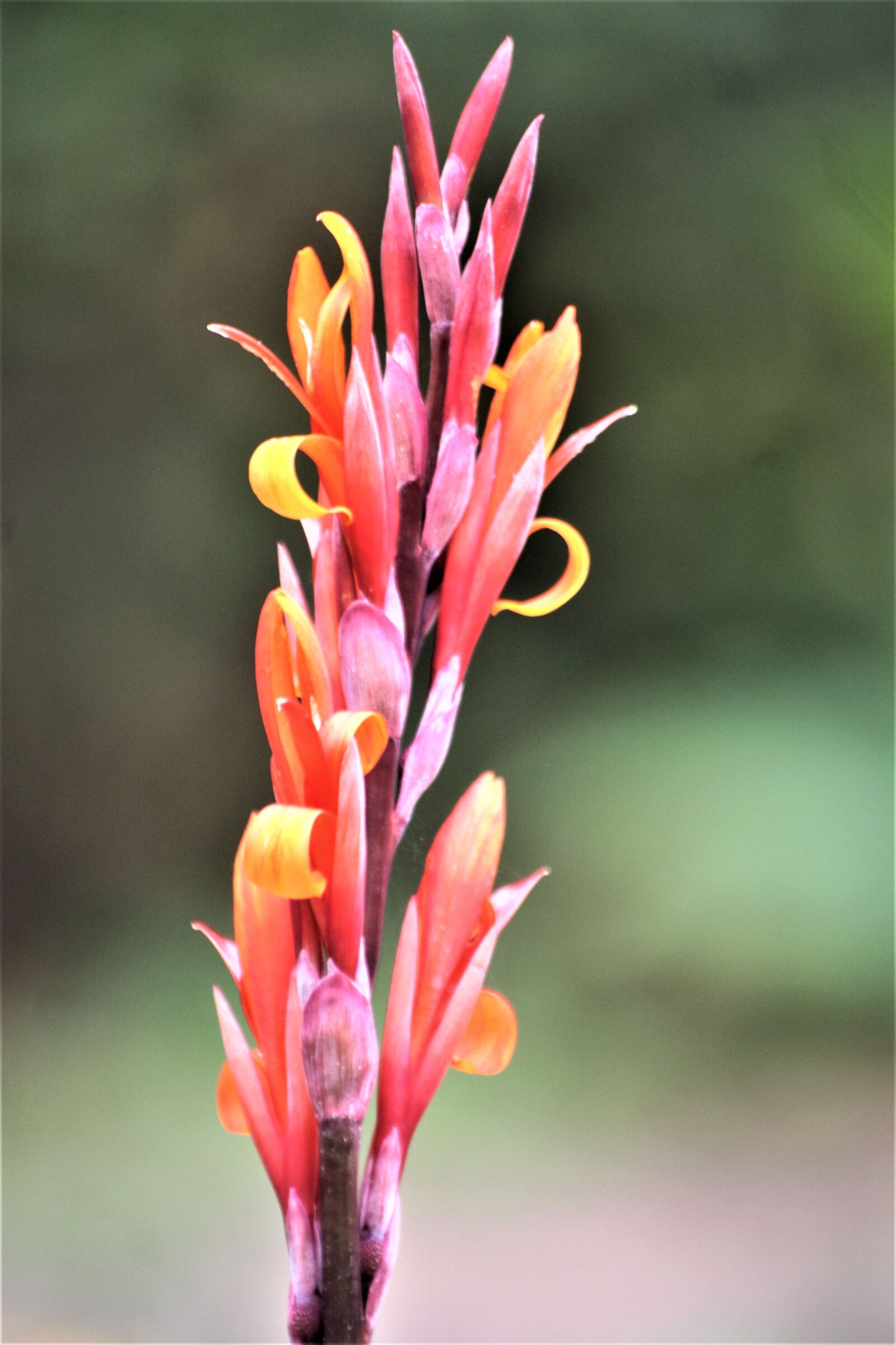 Canon EOS 1000D (EOS Digital Rebel XS / EOS Kiss F) sample photo. Floral tube, blossom, bloom photography