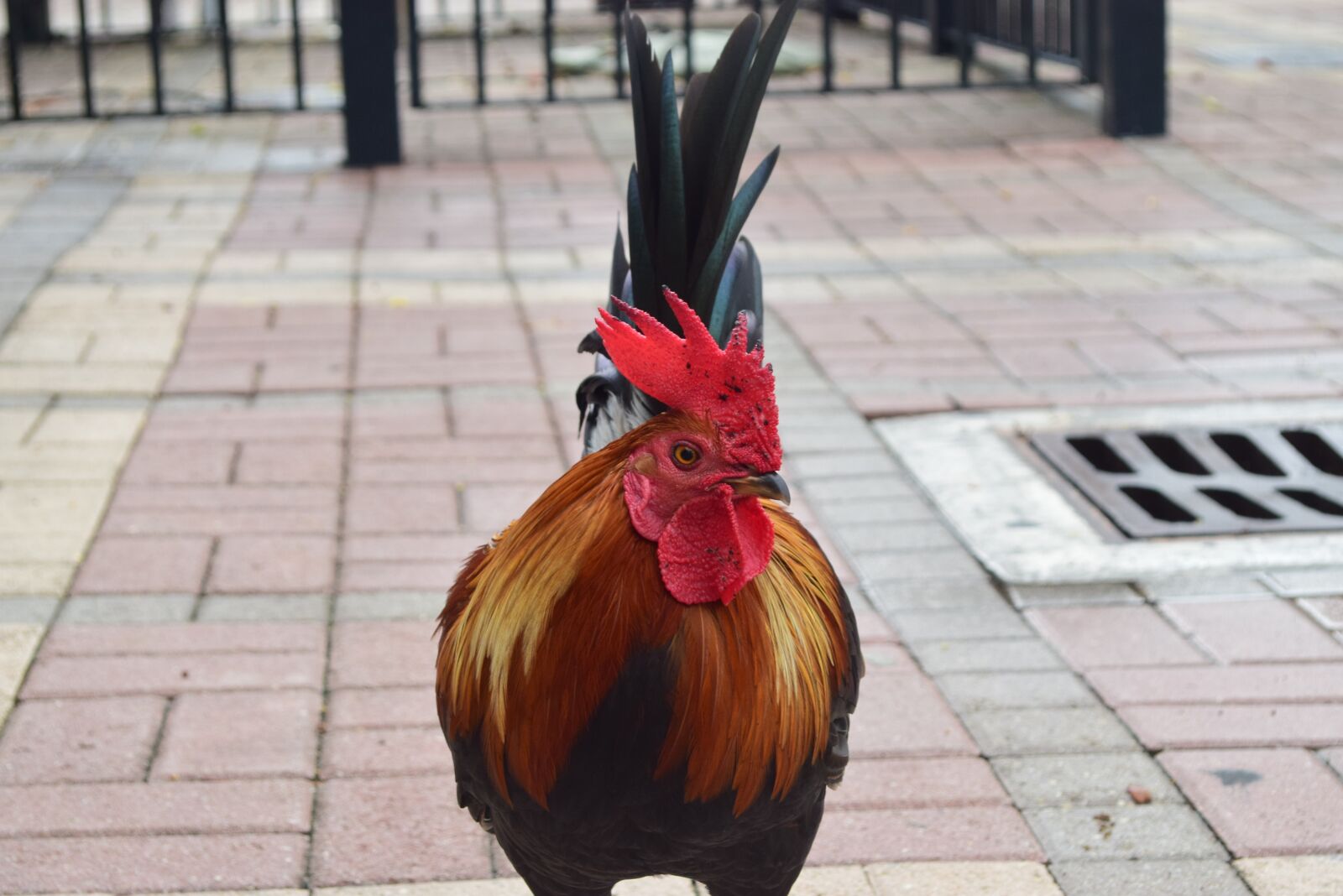 Nikon D5300 sample photo. Florida, gallo, key west photography