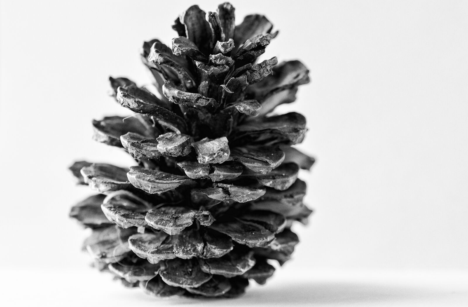 Tamron SP 90mm F2.8 Di VC USD 1:1 Macro sample photo. Pine cone, nature, pine photography
