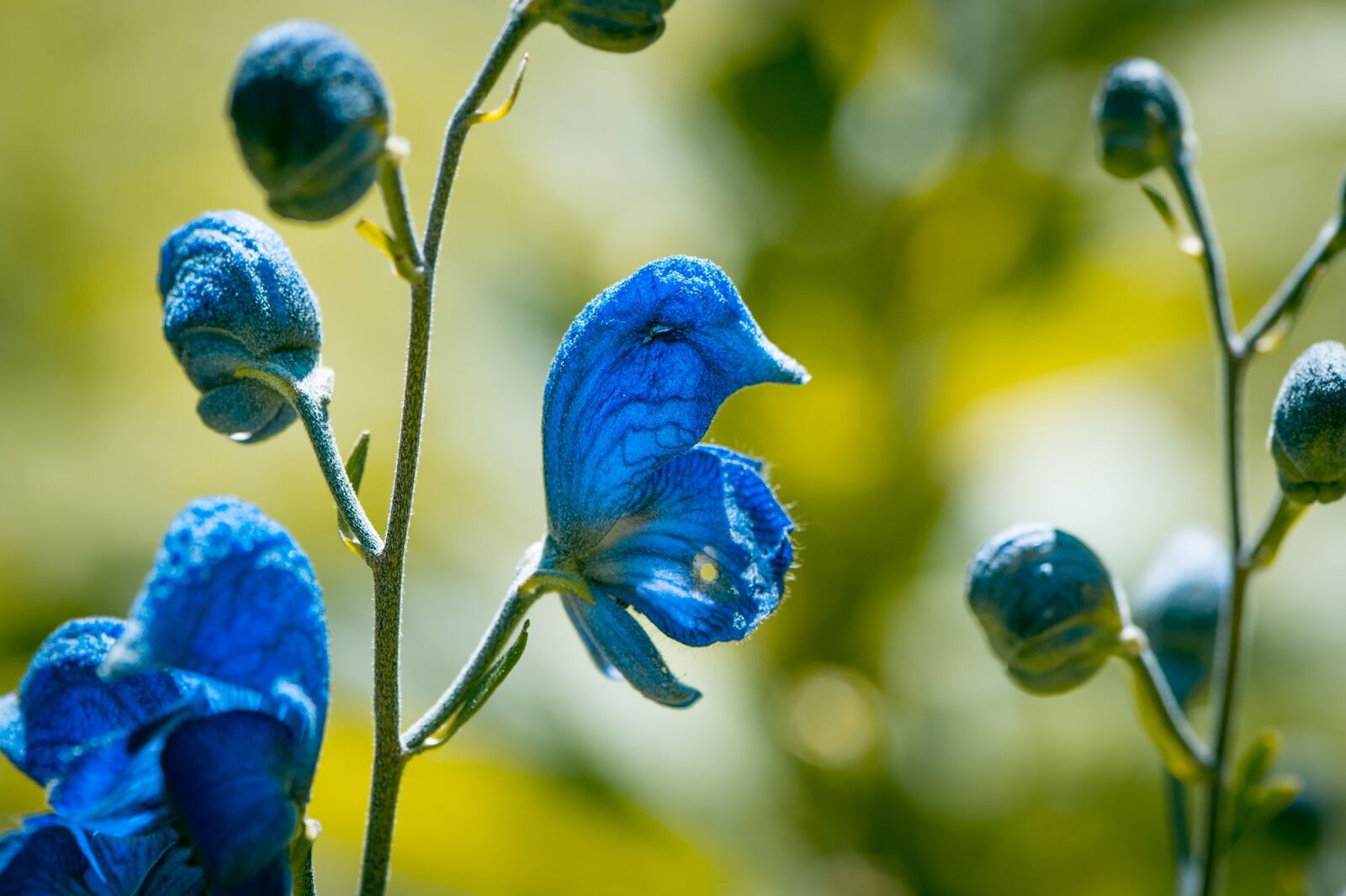 Nikon D7100 sample photo. Wild sage, blossom, bloom photography