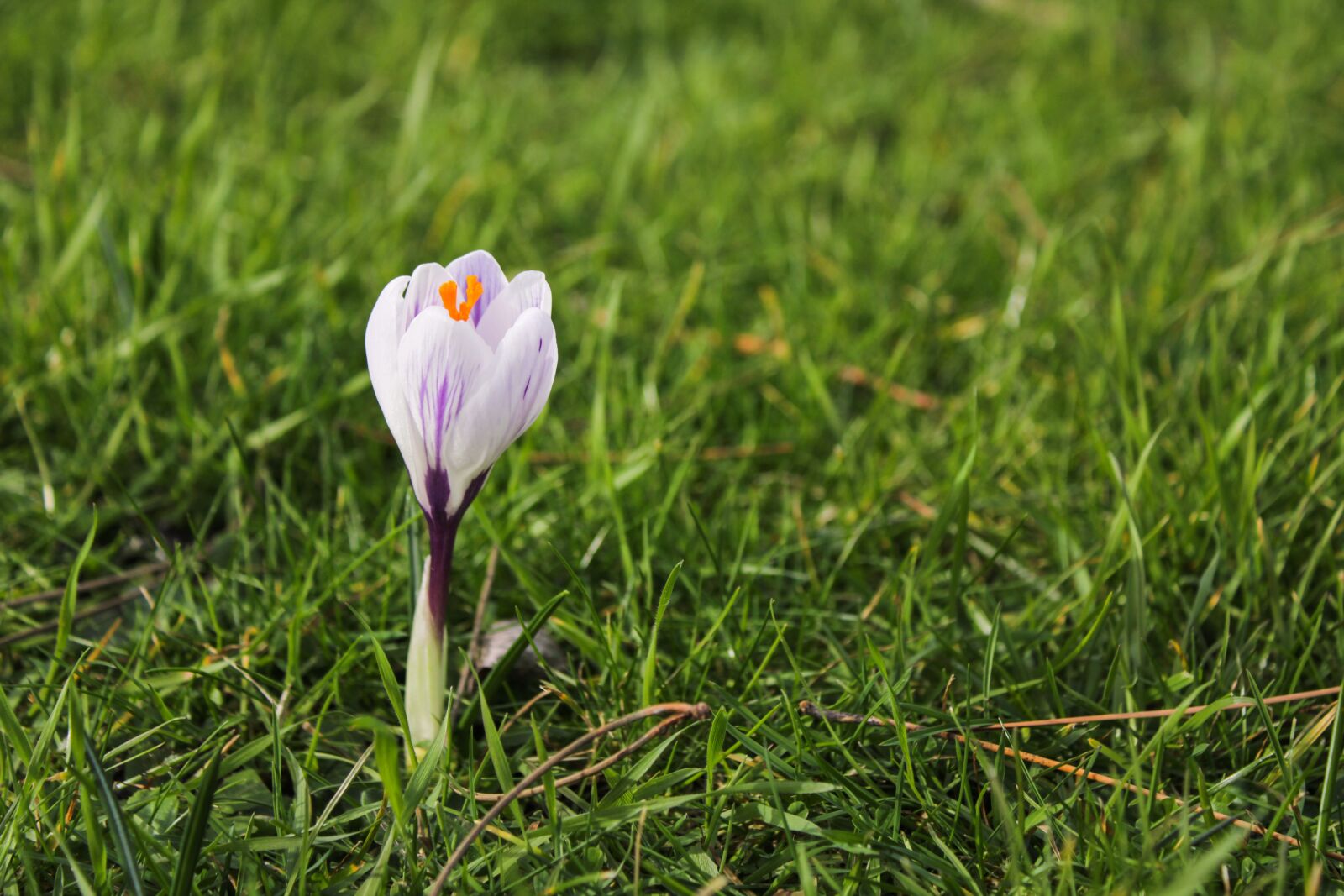 Canon EOS 2000D (EOS Rebel T7 / EOS Kiss X90 / EOS 1500D) sample photo. Crocus, purple, flower photography