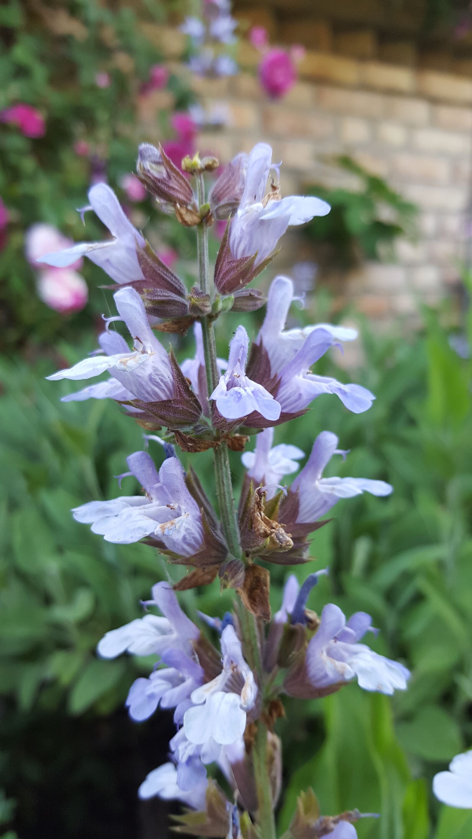 Samsung Galaxy S6 sample photo. Sage, salvia, blossom photography