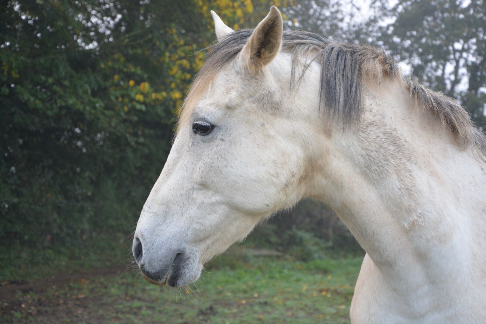 Nikon D5200 sample photo. Horse, profile head, plays photography