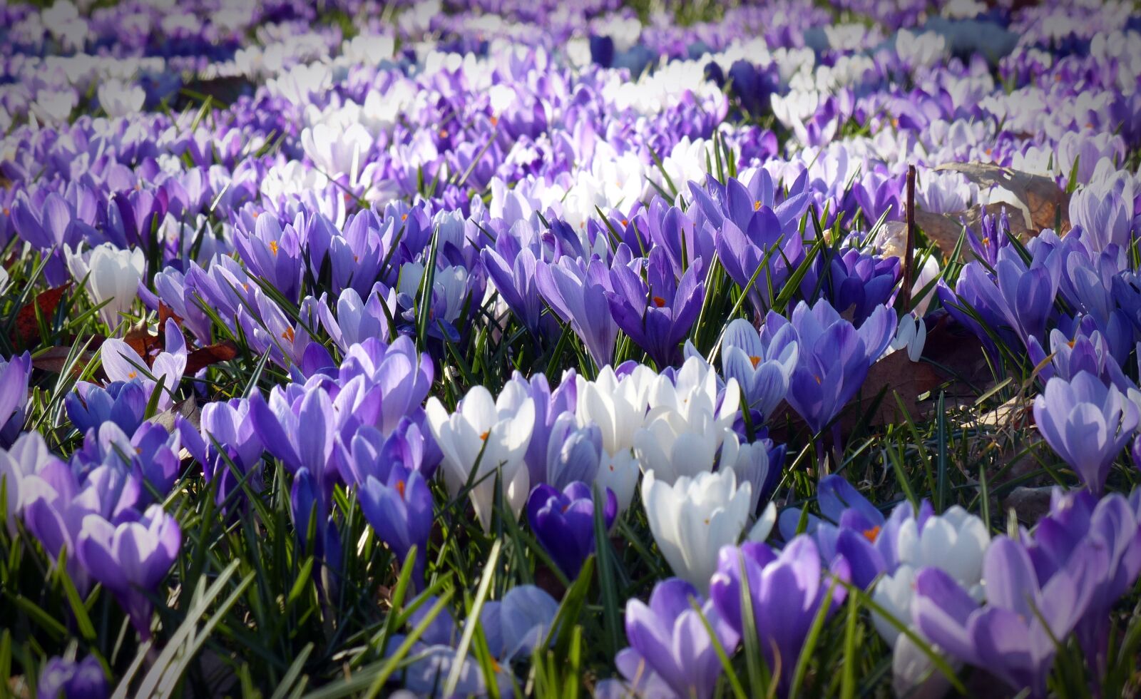 Panasonic Lumix DMC-FZ200 sample photo. Crocus, garden, flowers photography