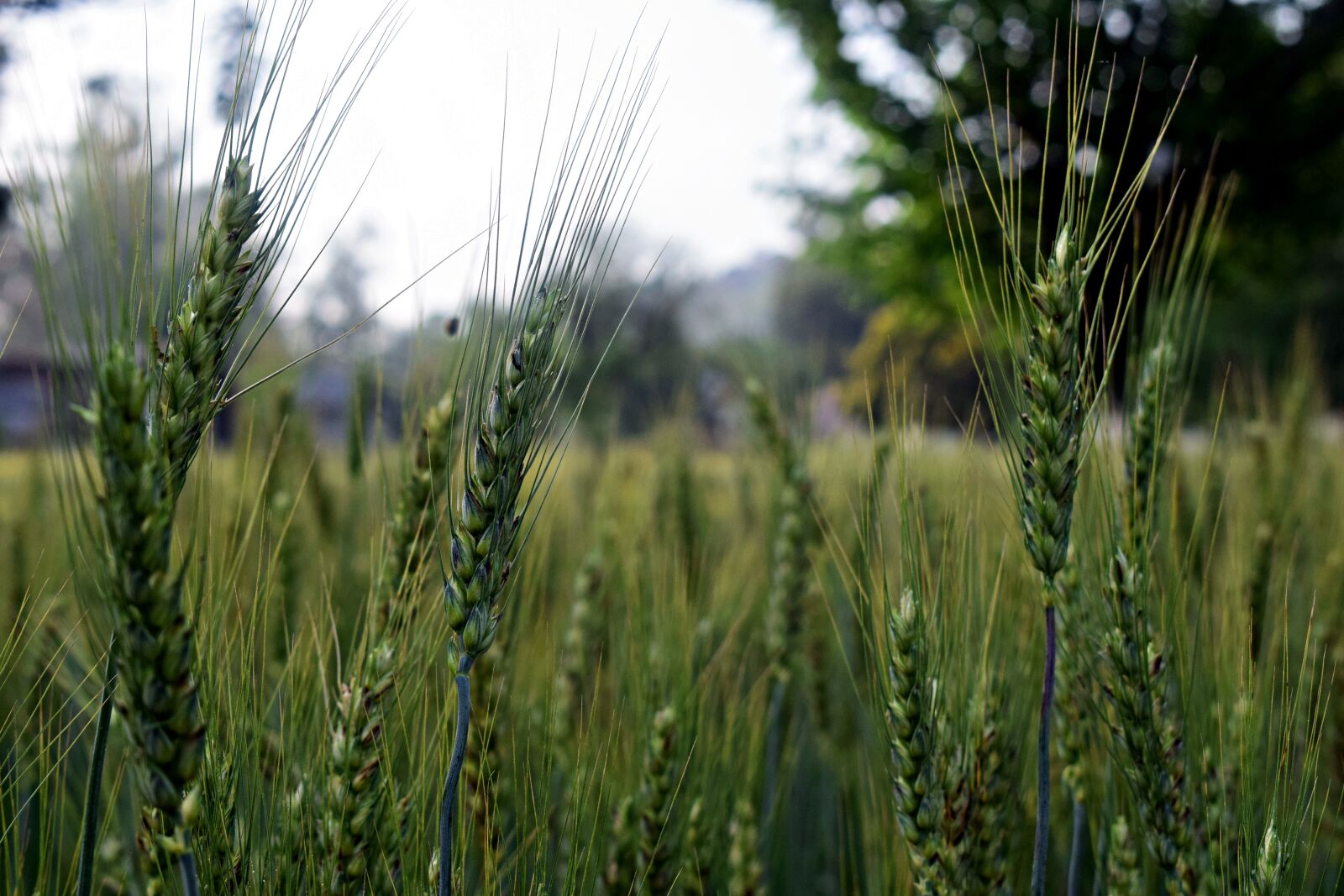 Nikon D3300 sample photo. Wheatfield, wheat, grain photography