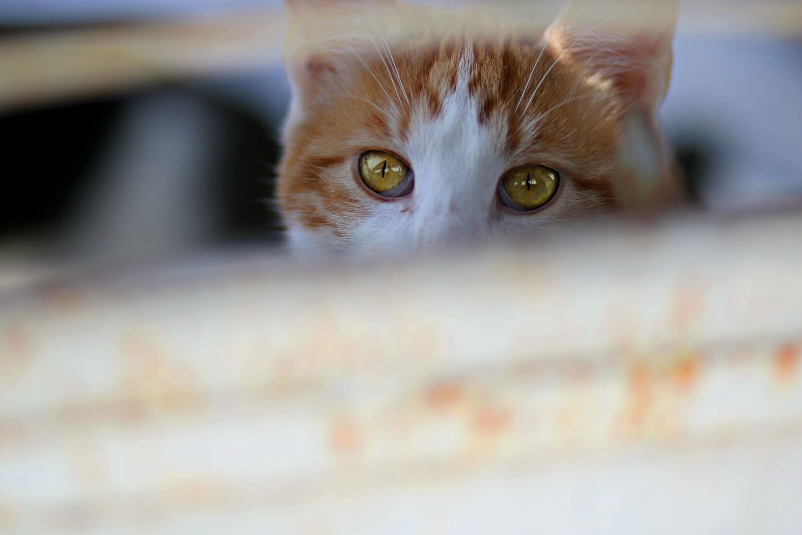Canon EF 85mm F1.8 USM sample photo. Cat, eye, russet photography
