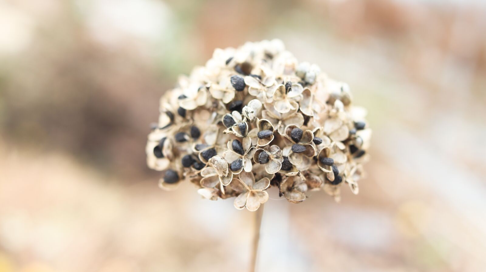 Canon EF-S 24mm F2.8 STM sample photo. Green onion seed, seed photography